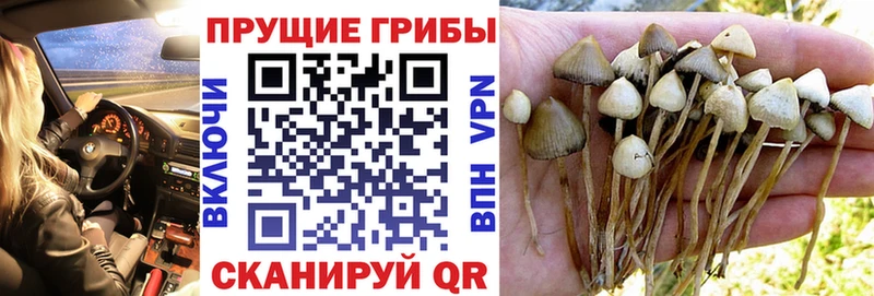 магазин продажи наркотиков  Кингисепп  Галлюциногенные грибы Cubensis 